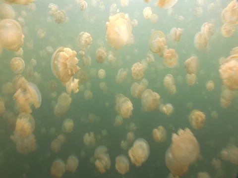 Jellyfish Lake Stock Footage 98470162