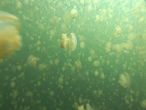 Jellyfish Lake Stock Footage 98470245