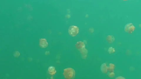 Jellyfish Lake Stock Footage 327589948