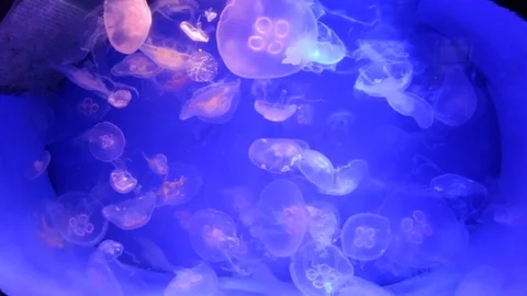 Jellyfish in a Large Aquarium Stock Footage 83783394