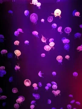 Jellyfish in Las Palmas De Gran Canaria aquarium Stock Photos