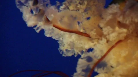 Jellyfish Layers Stock Footage 75020572
