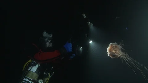 Jellyfish lighted by a diver in the Arctic Ocean - Underwater shot Vidéo 100915768