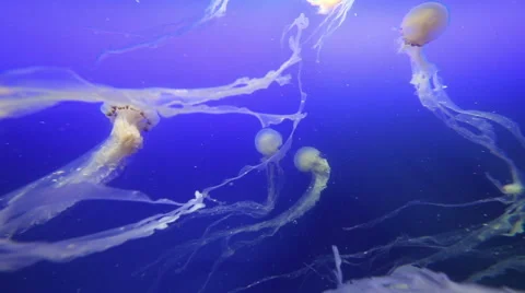 Jellyfish with long flowing tentacles Stock Footage 41252284