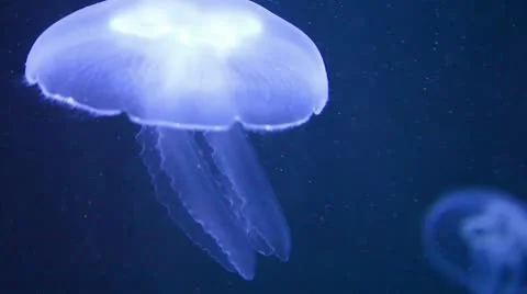Jellyfish with long tentacles Stock Footage 8947117