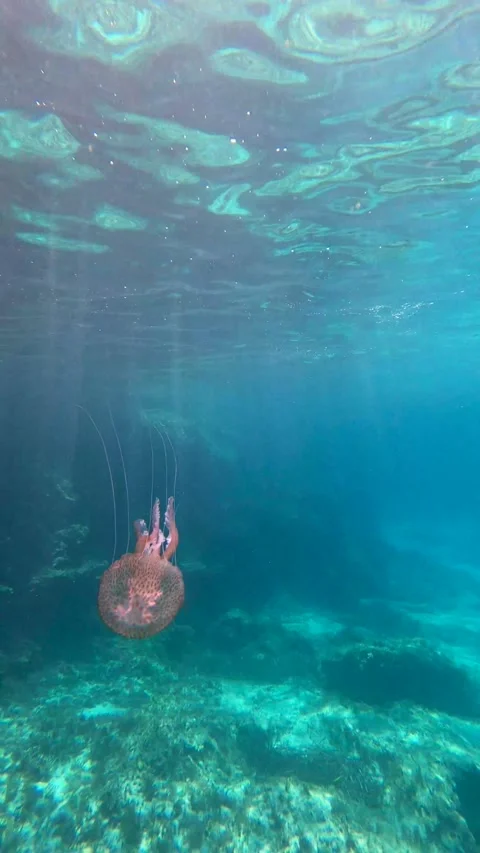 Jellyfish with long tentacles under the sunbeams underwater. Vertical video Stock Footage 200258371