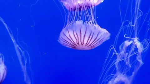 Jellyfish with long trailed tentacles Stock Footage 89083932