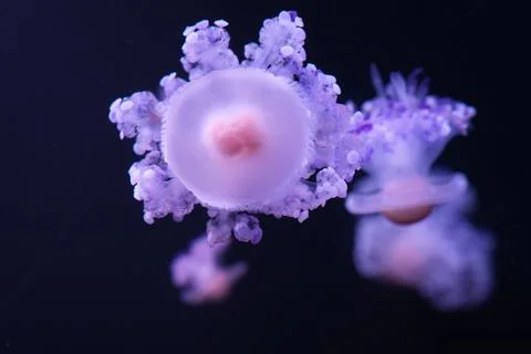 Jellyfish in Loro Parque Stock Photos
