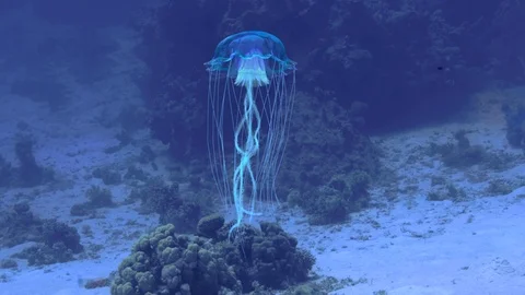 Jellyfish Low angle Vidéo 100974832