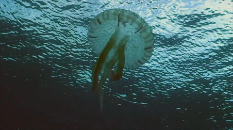 Jellyfish, low angle shot, surface in background, mediterranean sea Video stock 42889486