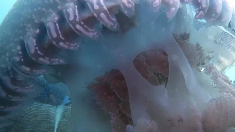 JellyFish Macro Close Shot Circle  Shot see inside Stock Footage 158472246