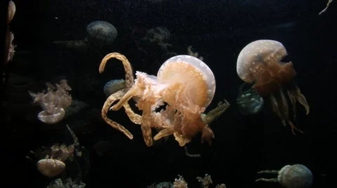 Jellyfish move over black background in the giant aquarium in Singapore. Stock Footage 61848841
