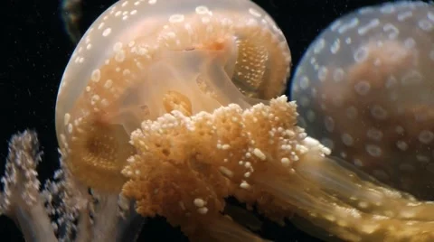 Jellyfish move over black background in the giant aquarium in Singapore. Stock Footage 61848871