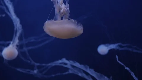 Jellyfish Move In The Water On A Blue Background Video stock 102648341