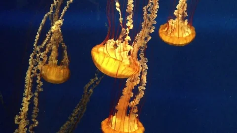 Jellyfish moving downwards Stock Footage 74478249