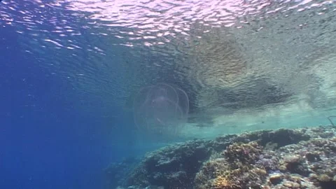 Jellyfish Moving In Surface, Barrier Reef Stock Footage 300397055