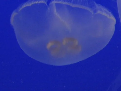 JellyFish MS Moving Stock Footage 504765