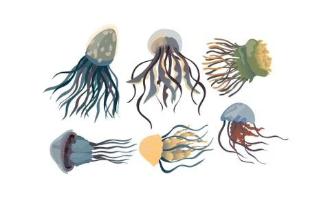 Jellyfish with Multiple Long Tentacles Isolated on White Background Vector Set Stock Illustration