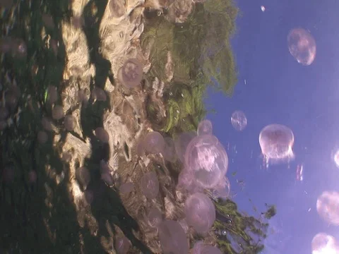 Jellyfish near surface Stock Footage 98469995