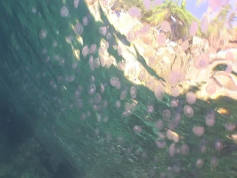 Jellyfish near surface Stock Footage 98470014