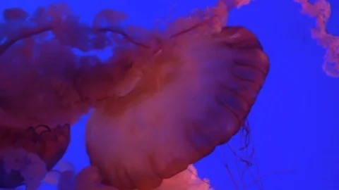 Jellyfish with neon lights Stock Footage 82765371