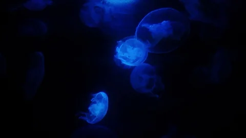 Jellyfish night. Abstract background. 4k. Video stock 129525399