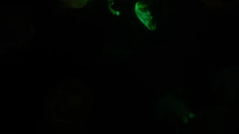 Jellyfish night. Abstract background. Red Sea .4k Stock Footage 129531328