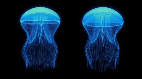Jellyfish Nightlights Assets Blue Stock Footage