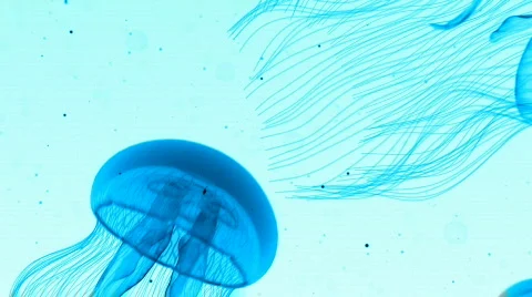 Jellyfish Nightlights Blue on White Stock Footage
