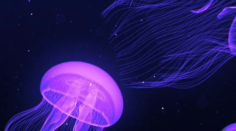 Jellyfish Nightlights Magenta Stock Footage