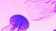 Jellyfish Nightlights Magenta On White Stock Footage