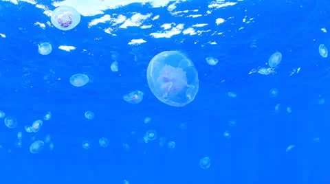 Jellyfish in ocean Stock Footage 23633870