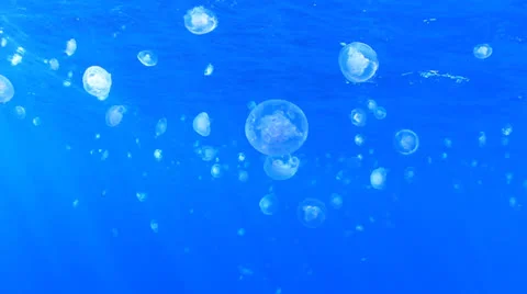 Jellyfish in ocean Stock Footage 23634126