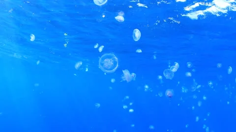 Jellyfish in ocean 库存影片 23634334