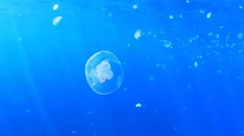 Jellyfish in ocean Video stock 23634362