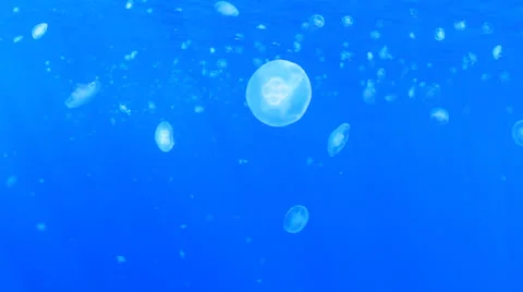Jellyfish in ocean Stock Footage 23634415