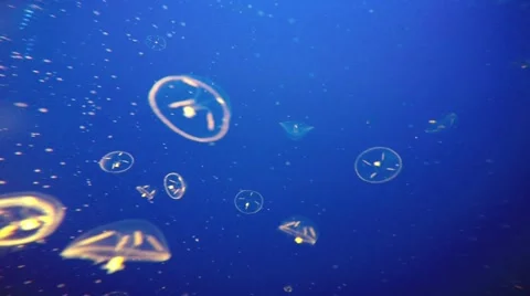 Jellyfish in the ocean Stock Footage 44113596