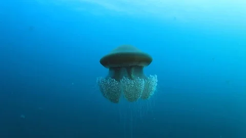 Jellyfish in ocean Stock Footage 73115844