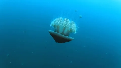 Jellyfish in ocean Stock-Footage 73115950