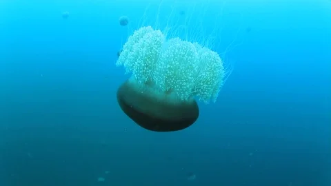 Jellyfish in ocean Stock Footage 73115967