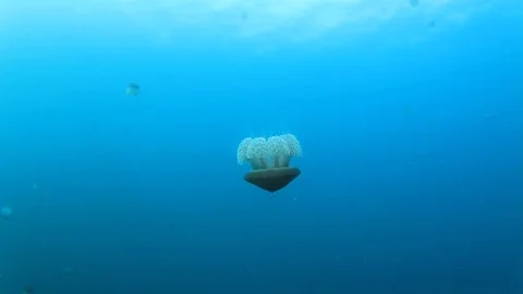 Jellyfish in ocean Stock Footage 73115979