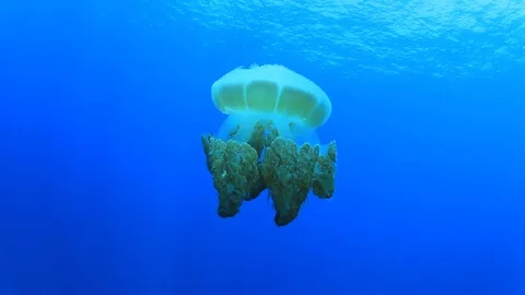 Jellyfish in ocean Stock Footage 73123589