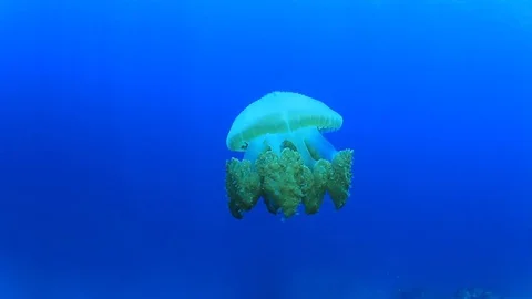 Jellyfish in ocean Stock Footage 73123609