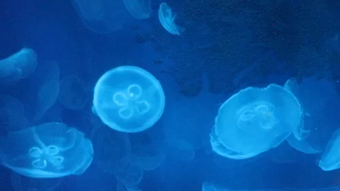 Jellyfish in the ocean Stock Footage 100634856
