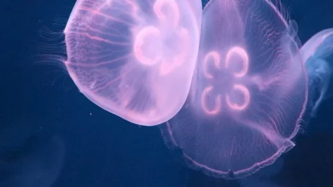 Jellyfish in the ocean 動画素材 100634873