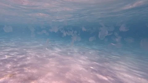 Jellyfish in the ocean Stock Footage 246955662