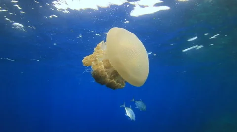 Jellyfish ocean marine life Stock Footage