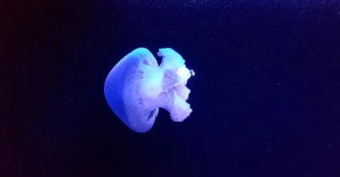 Jellyfish in ocean Stock Photos