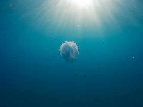 Jellyfish in the ocean Stock Photos