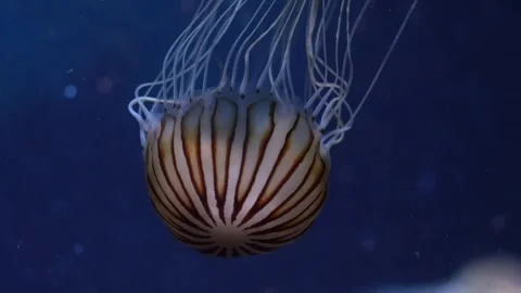 Jellyfish ocean water Video stock 274035155